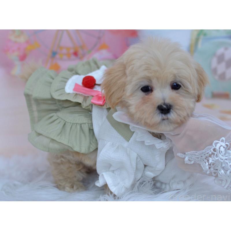 販売中の埼玉県のミックス犬-399324の3枚目